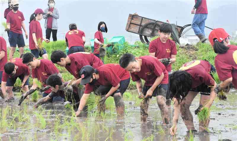 くま川鉄道を支援しようと、苗を植える翔成館の子どもたち＝あさぎり町