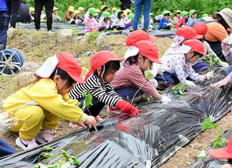 サツマイモの苗を植える網田保育園の園児たち＝宇土市