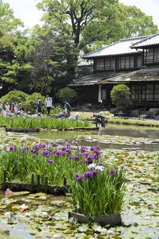 見頃を迎えた松浜軒の肥後ハナショウブ＝八代市