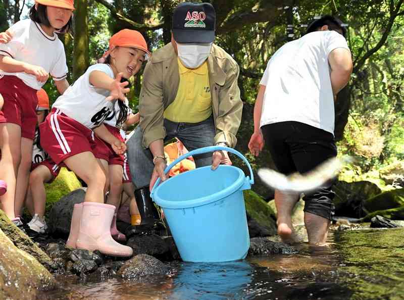 渓流にヤマメの成魚を放つ保育園児ら＝25日、阿蘇市