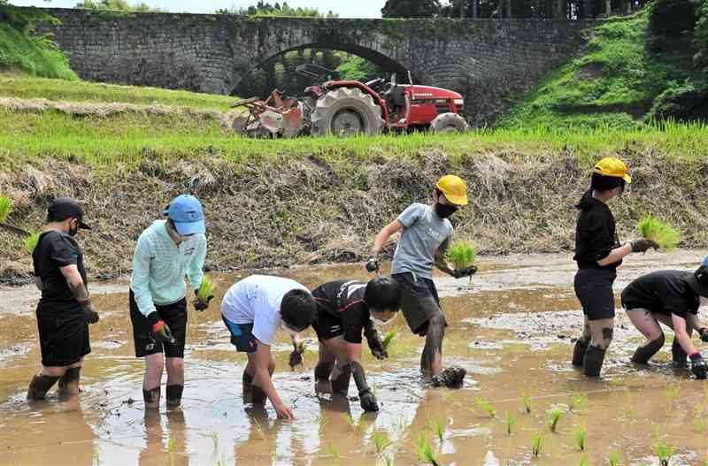 通潤橋を背に田植えを体験する矢部小5年の児童ら＝山都町