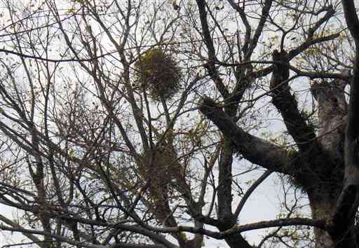 【ヤドリギ】木に寄生する緑の球体