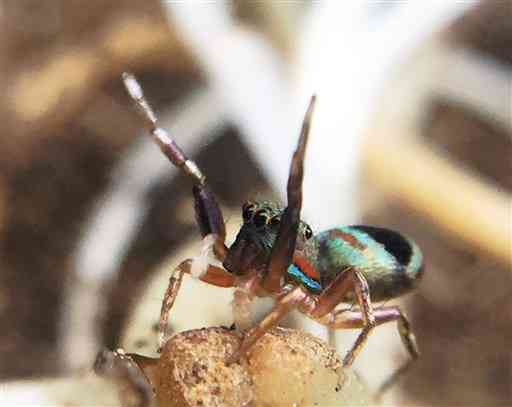 【アオオビハエトリ】アリのふり、正体はクモ