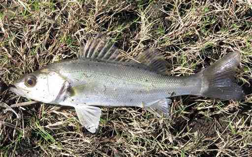 【スズキ】海と川行き来する「出世魚」