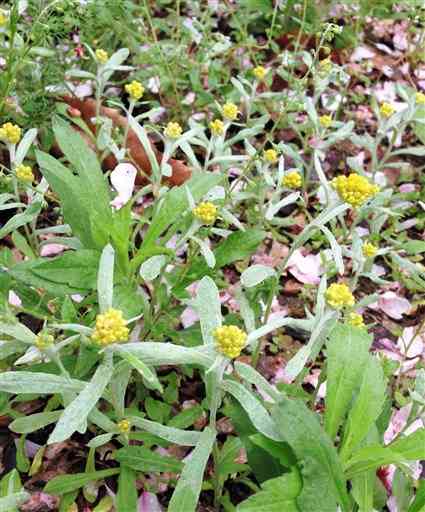 【ハハコグサ】春の七草、優しい黄色の花