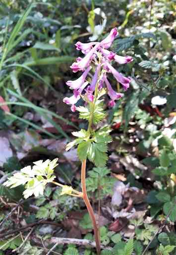 【ムラサキケマン】ラッパ状、横向きの花