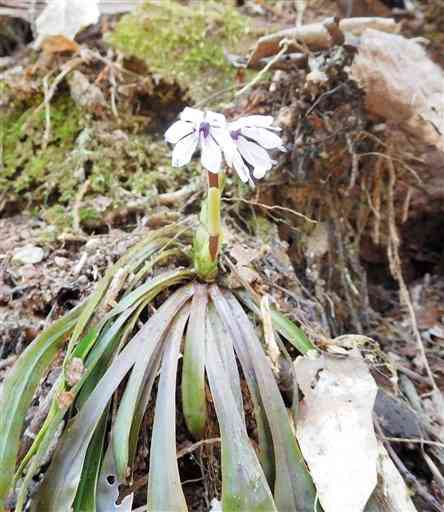 【ツクシショウジョウバカマ】花の後に伸びる茎