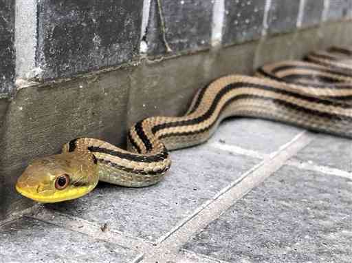 【シマヘビ】ヘビも餌、合理性に感心