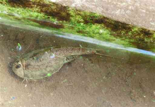 【アメリカカブトエビ】水の刺激、卵目覚める