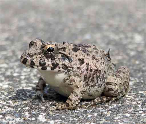 【ヌマガエル】背中に一本線が〝多数派〟