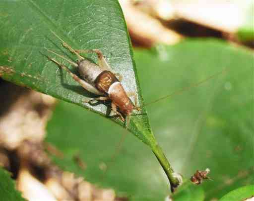 【カネタタキ】木から鳴き声、家の中にも