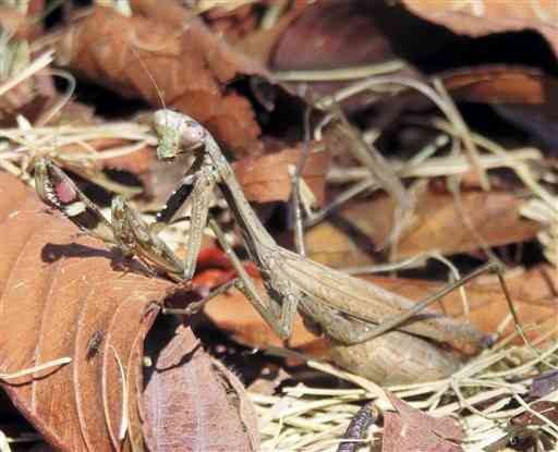 【コカマキリ】襲われると「死んだふり」