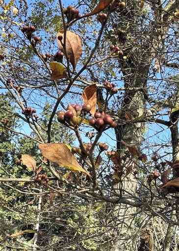 【カナクギノキ】冬芽は翌春の葉や花