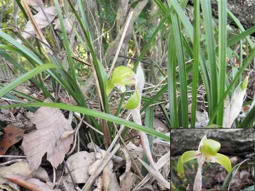 【シュンラン】春告げる花、特徴的な形