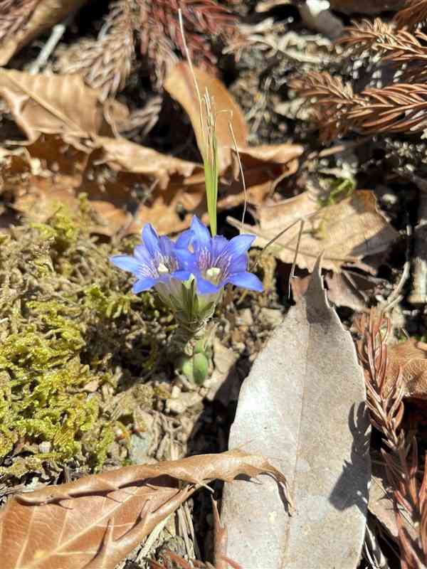 【フデリンドウ】春を感じる小さな花