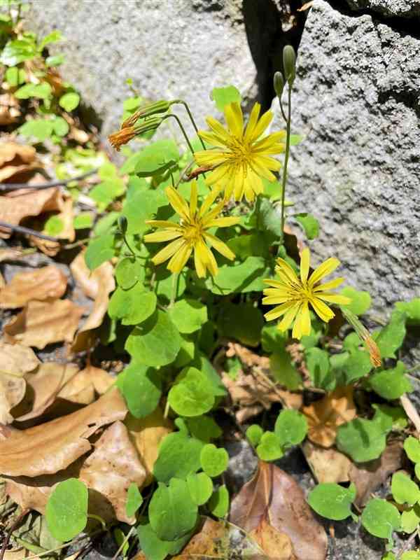 【イワニガナ】たくましく地面縛る