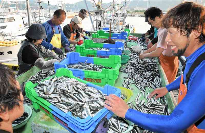 「棒受け網漁」で水揚げした魚の選別作業に追われる漁師ら＝天草市