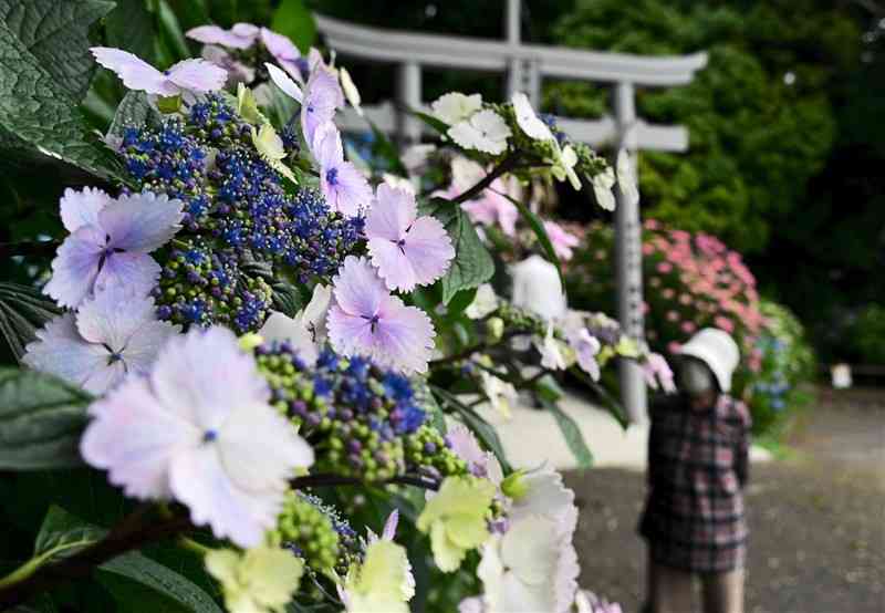 七分咲きとなった住吉自然公園のアジサイ。まだつぼみの状態の株もある＝宇土市