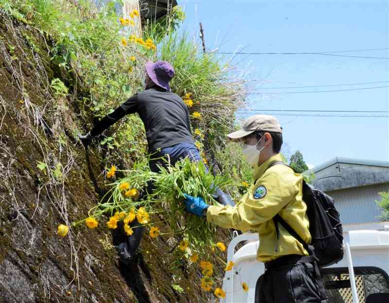 オオキンケイギクを駆除する環境省の職員ら＝阿蘇市