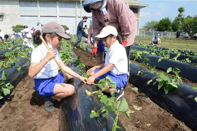 住民ボランティアと一緒にカライモの苗を植える護川小の児童たち＝大津町