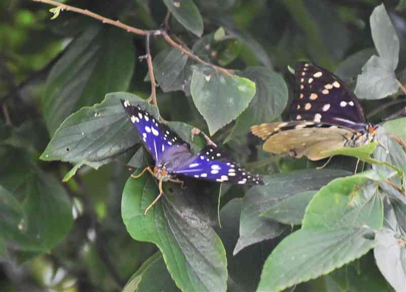 青紫色の美しい羽が特徴のオオムラサキ＝湯前町