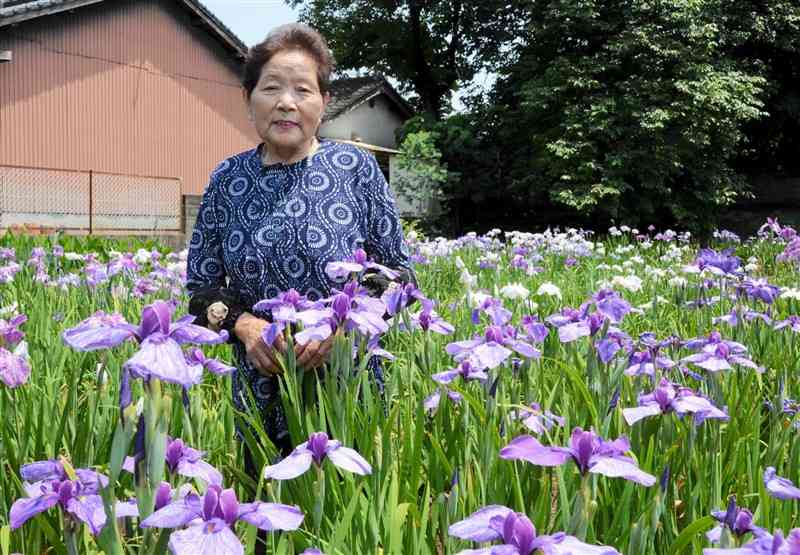 見頃を迎えたハナショウブに囲まれる三池千佳子さん＝菊池市