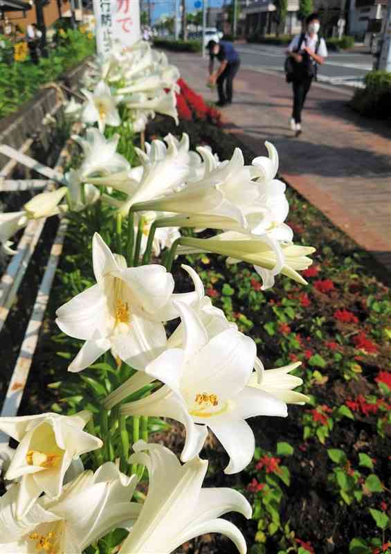 鶴城中の校門横で満開になっているエラブユリ＝宇土市