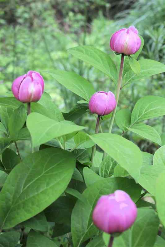 山野草園「花の森」で見頃を迎えたベニバナヤマシャクヤク＝高森町