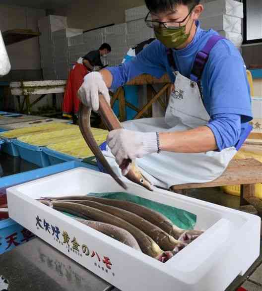 サイズ別に箱詰めされる「黄金のハモ」＝上天草市