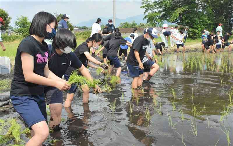 手植えを体験するあさぎり中の生徒＝あさぎり町