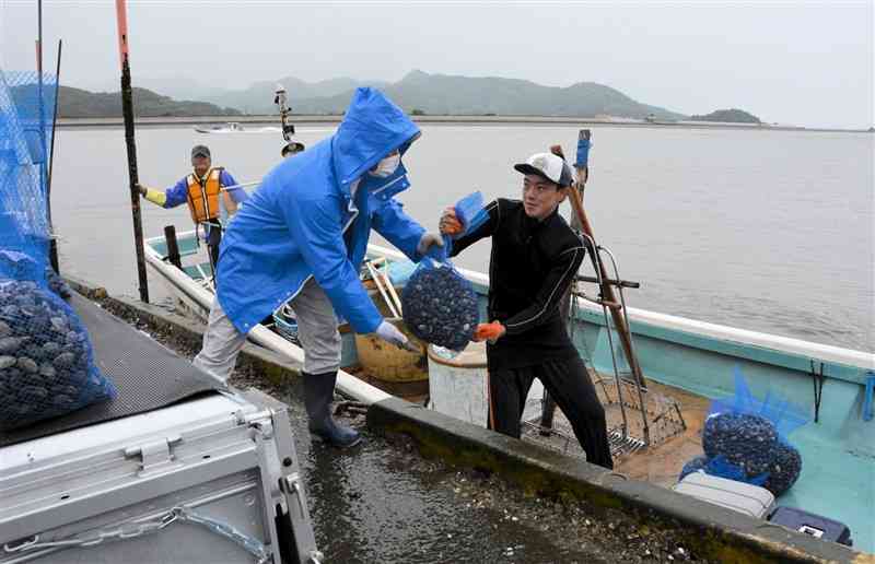 全国向け出荷再開初日に、漁獲したアサリを荷揚げする漁業者（右）と川口漁協の作業員（左）＝11日、熊本市南区