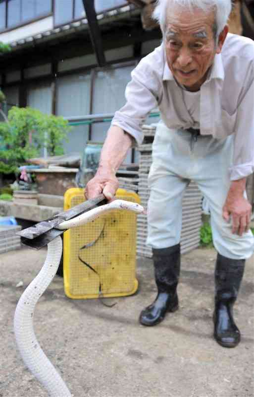 全身真っ白のヘビを捕まえた本田敏勝さん＝御船町