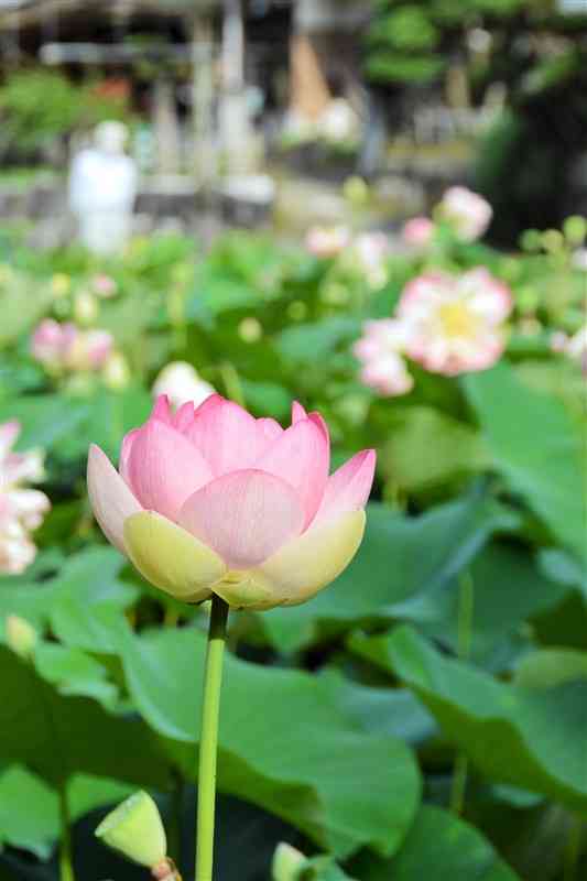 ピンクや白のハスが咲く「山ノ頭蓮園」＝南関町