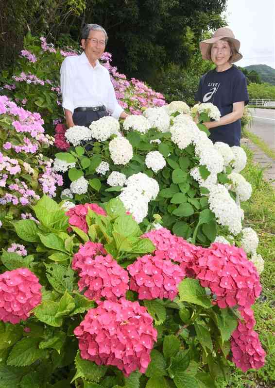 国道389号沿いを彩るアジサイ。川上章則さん、眞理子さん夫妻が丹精込めて育てている＝天草市