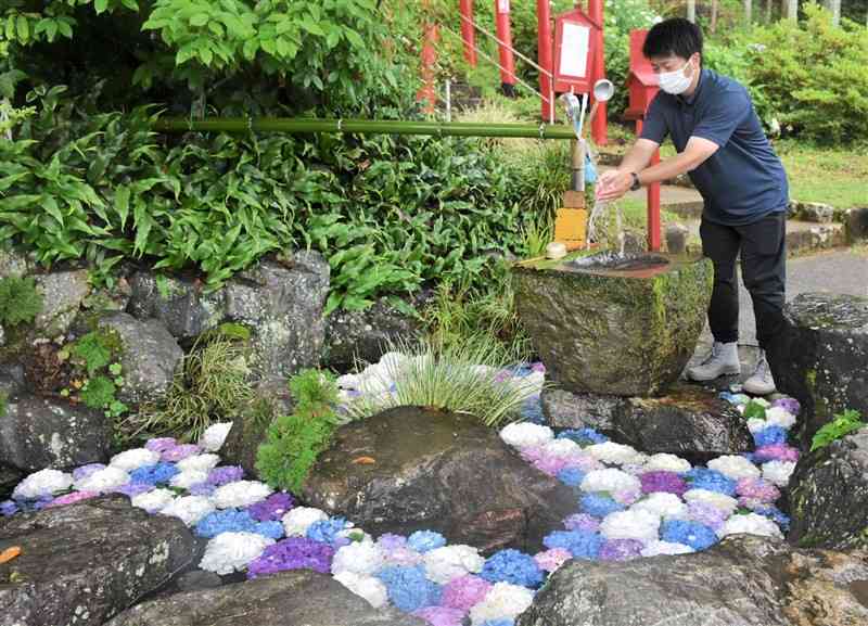 色鮮やかなアジサイが浮かぶ馬場稲荷神社の花手水＝湯前町