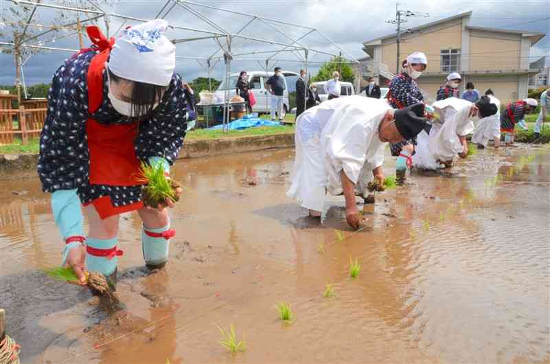 献穀田に苗を手植えする早乙女ら＝菊池市