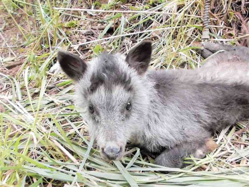 わなにかかっていた生後1～2カ月とみられる子どものカモシカ＝高森町（野口優貴文さん提供）