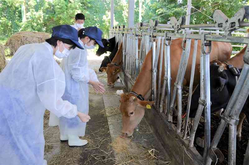 牛の餌やりを体験する菊池支援学校の生徒ら＝合志市