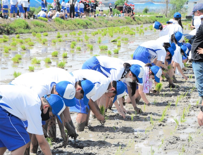 「合格田」に苗を1株ずつ植える富合中の生徒ら＝熊本市南区