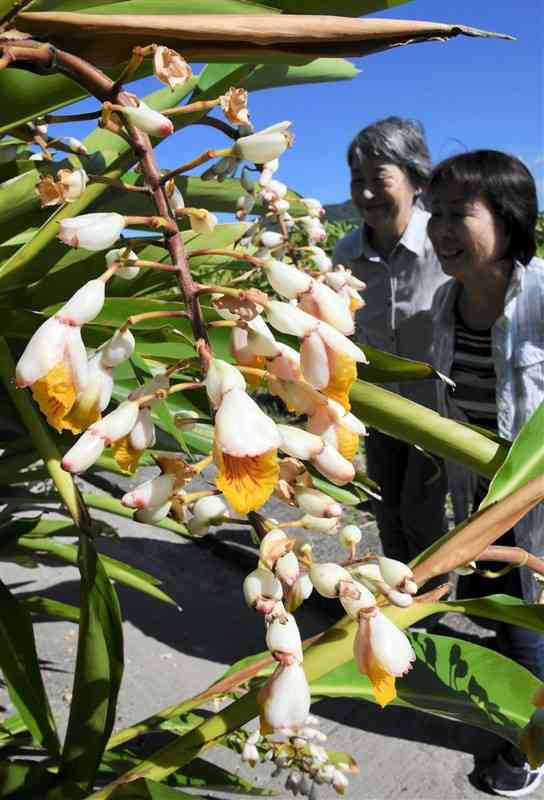 見頃を迎えた西岡勝成さん方の月桃の花＝天草市