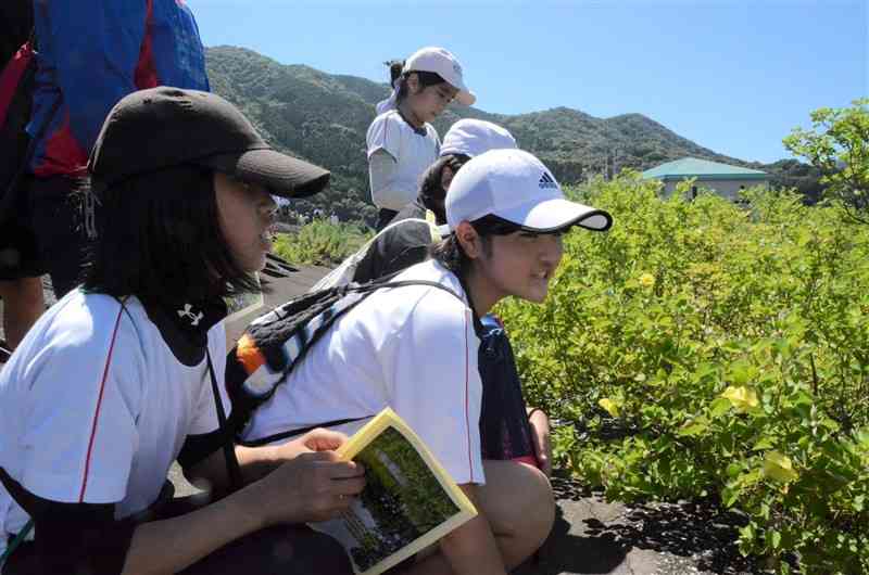 咲き始めたハマボウの花を観察する新和小の児童ら＝天草市