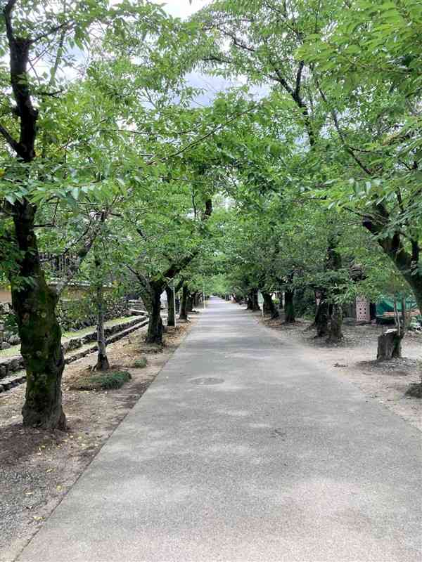 城への登城道だった杉の馬場。江戸中期にスギが伐採された後、日露戦勝記念でサクラが植えられた