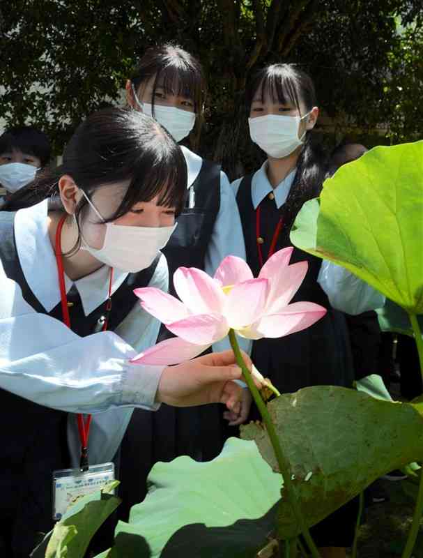 国府高の中庭に咲いた大賀ハスの香りを楽しむ生徒たち＝熊本市中央区