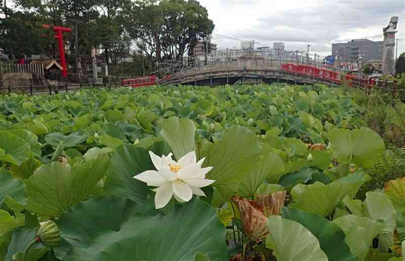熊本豪雨から4日で2年。被災した人吉市の青井阿蘇神社では、壊れたままだった禊橋（右奥）の修復工事が始まったばかり。橋が架かるハス池には純白の花が咲いていた＝3日午前6時50分ごろ、人吉市（後藤仁孝）