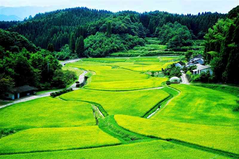 酒米が植えてある山都町内の田んぼ