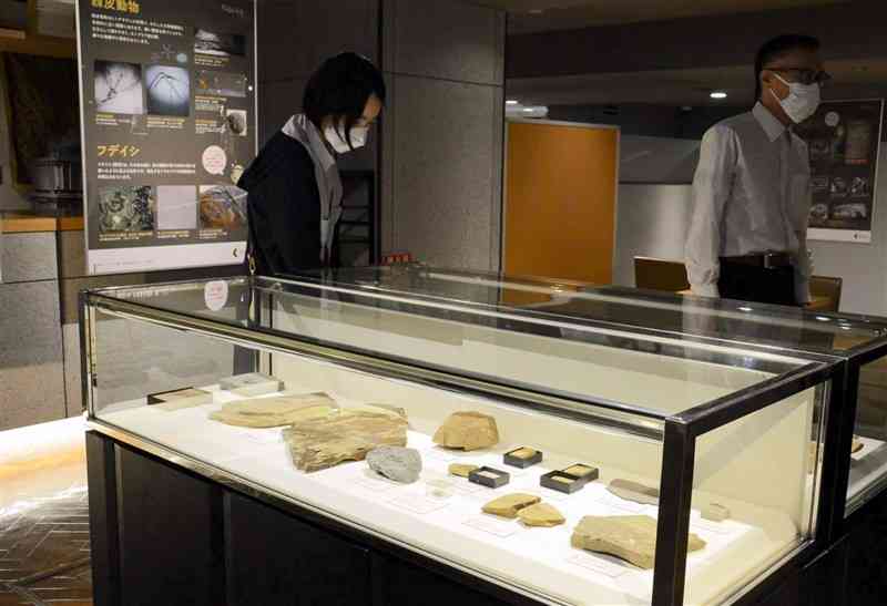 さまざまな時代の古生物の化石が並ぶ「化石をみる」展＝熊本市中央区