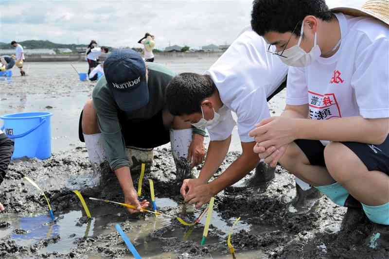 マジャクを両手で巣穴から引っぱり出す生徒＝荒尾市