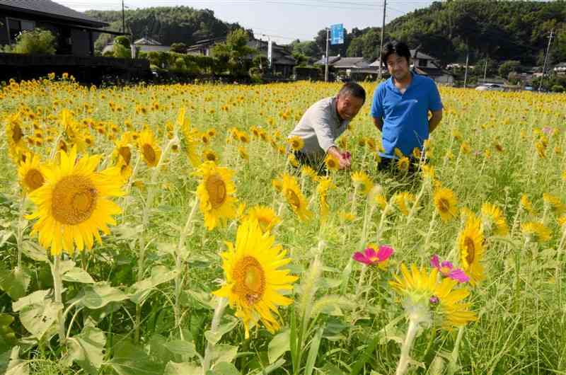 一面のヒマワリ畑に点々と咲くコスモス（右手前）＝熊本市北区植木町
