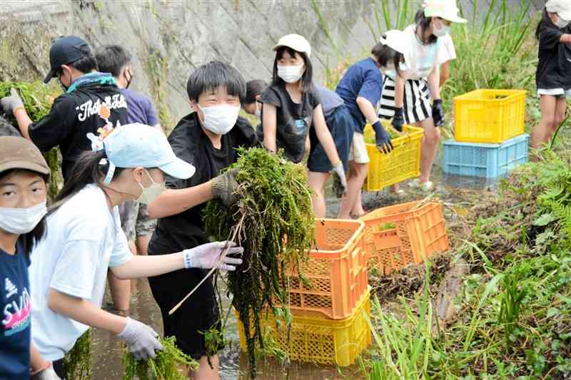 「ほたる川」の流れを悪くする水草を取り除く秋津小の児童ら＝熊本市東区