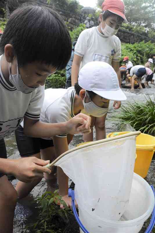 網ですくった生き物をバケツに移す児童ら＝熊本市西区
